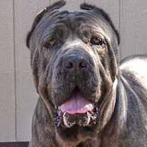 Thumbnail photo of Blaze - Foster or Adopt Me! #1