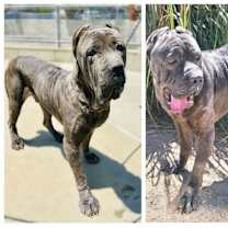 Thumbnail photo of Blaze - Foster or Adopt Me! #2