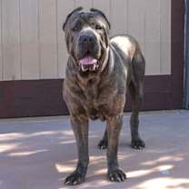 Thumbnail photo of Blaze - Foster or Adopt Me! #3