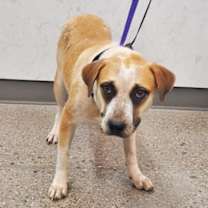 adopt-pet