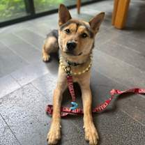 Thumbnail photo of Koda #2