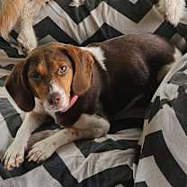 Thumbnail photo of Nora *Adoption Fee Sponsored in Full* #1