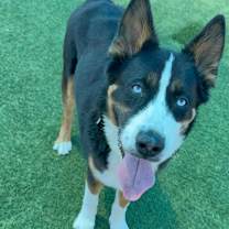 Thumbnail photo of Ace A2197944 #4