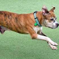 Thumbnail photo of Sir #2