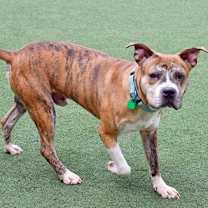 Thumbnail photo of Sir #3