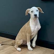 Thumbnail photo of Joy #2