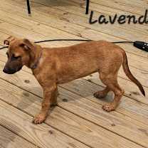 Thumbnail photo of Lavender Rose LiW #2