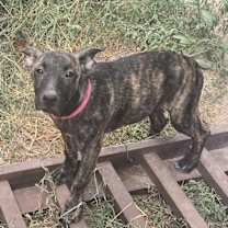 Thumbnail photo of Pinky Lou LiW #2