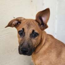 Thumbnail photo of Lavender Rose LiW #3