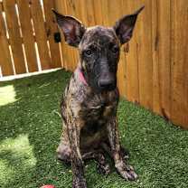 Thumbnail photo of Pinky Lou LiW #3