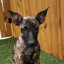 Thumbnail photo of Pinky Lou LiW #4