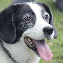 Thumbnail photo of Pumpkin #1