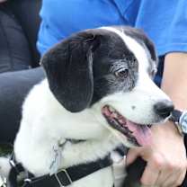 Thumbnail photo of Pumpkin #3