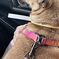 adopt-pet