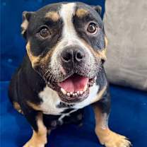 Thumbnail photo of Toodles #1