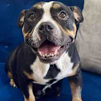 Thumbnail photo of Toodles #2