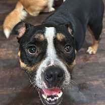 Thumbnail photo of Toodles #3