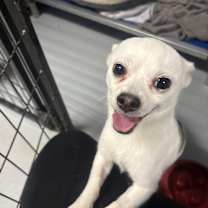 adopt-pet