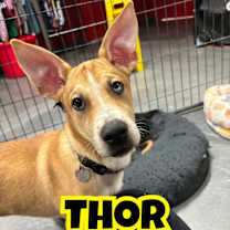 adopt-pet