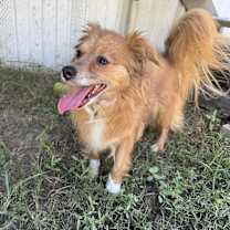 Thumbnail photo of Peg #2