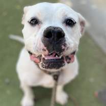 adopt-pet