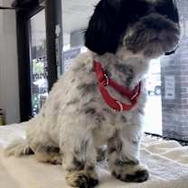 Thumbnail photo of Stanley #2