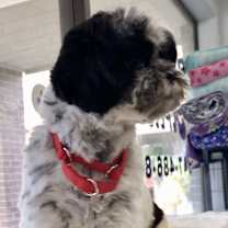 Thumbnail photo of Stanley #3