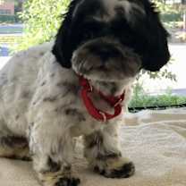 Thumbnail photo of Stanley #4