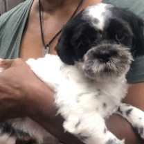 Thumbnail photo of Stanley #1