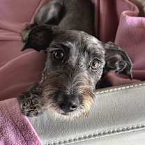 Thumbnail photo of MAIBEL #3