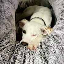 Thumbnail photo of Twix #4