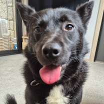 adopt-pet