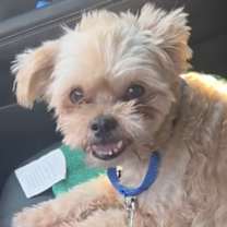 Thumbnail photo of Knuckles #1