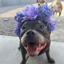 adopt-pet