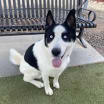 adopt-pet
