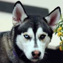 Thumbnail photo of Frankie Avalon #2