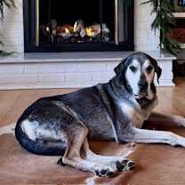 Thumbnail photo of Alfie #1