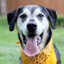 Thumbnail photo of Alfie #2