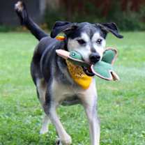 Thumbnail photo of Alfie #3