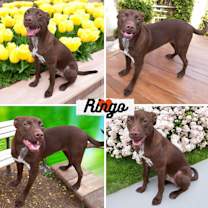 Thumbnail photo of Ringo #1