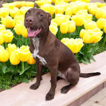 Thumbnail photo of Ringo #2