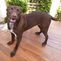 Thumbnail photo of Ringo #3