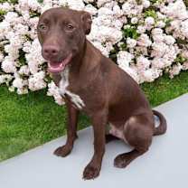 Thumbnail photo of Ringo #4