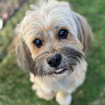 adopt-pet