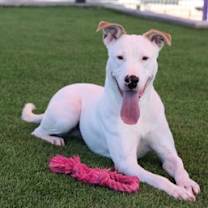 Thumbnail photo of Vada #2