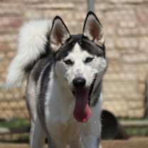 Thumbnail photo of Alaska #1