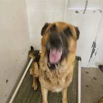 adopt-pet