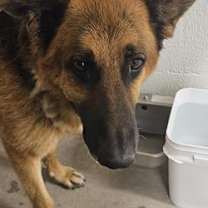 adopt-pet