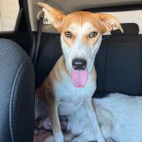 adopt-pet