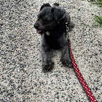 Thumbnail photo of Oreo #3